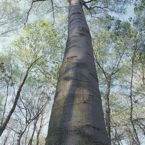 How To Identify The American Beech