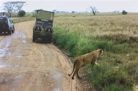 Stunning Lion Encounter In Serengeti National Park