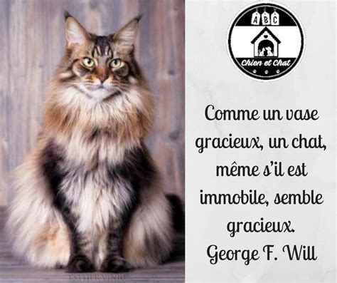 Perin immobile capelli look commenticalcignoranti. Comme un vase gracieux, un chat, même s'il est immobile ...