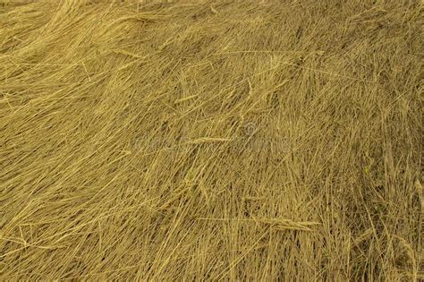Dry Yellow Grass With Spikes Background Texture Structure Pattern