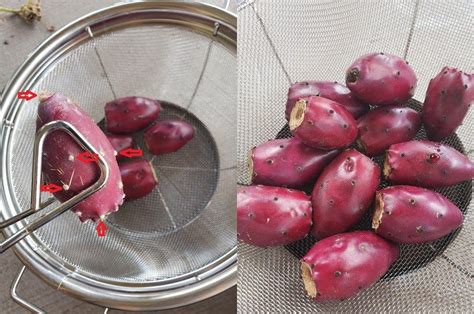 Learn how to forage and eat a cactus. How to Harvest and Prepare Prickly Pears - Thought for ...