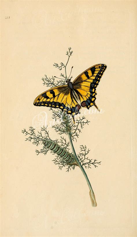 Floraandfauna 01371 Image Botanical Drawings Butterfly Art