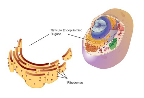 O Retículo Endoplasmático Rugoso Está Associado A Síntese De Carboidratos