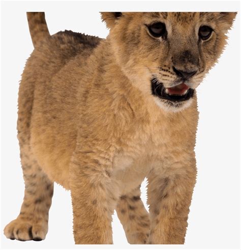 Download Baby Lion Png Svg Transparent Stock - Lion Png - Free Transparent PNG Download - PNGkey