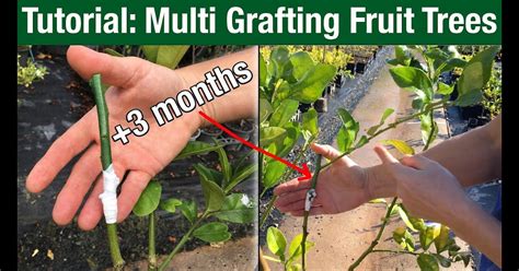 Grafting Multiple Citrus One Tree Step Three Select The Young Citrus