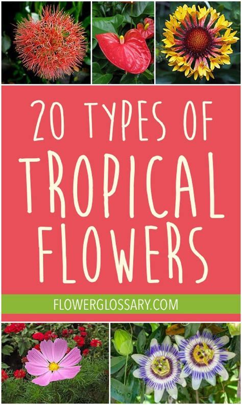These 20 Types Of Tropical Flowers Are So Cool And Unique This Great