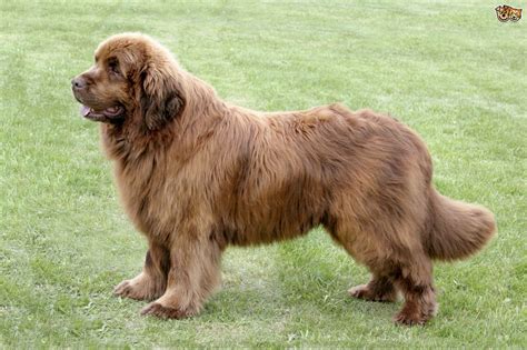 However, some people find their size intimidating. Newfoundland Dog Breed Information, Buying Advice, Photos ...