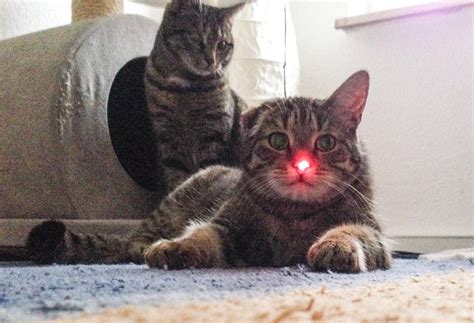 Mean cat | Pretty cats, Mean cat, Evil cat
