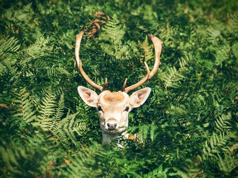 Download Fern Stare Animal Deer 4k Ultra Hd Wallpaper