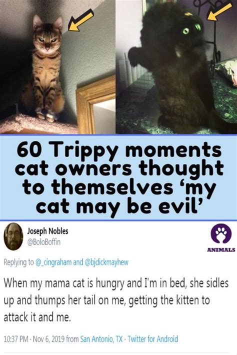 60 Trippy Moments Cat Owners Thought To Themselves My Cat May Be Evil