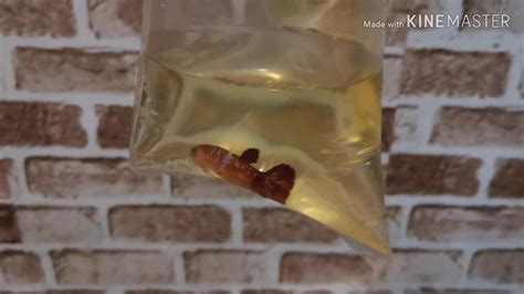 Melawat farm ikan laga jb ikan banyak sangat ikan padu2. Ikan laga betina galaksi dan... // - YouTube