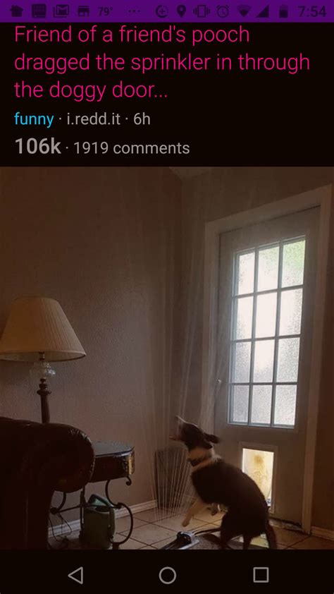 Oh yeah… Dogs are great⸮! : Dogfree