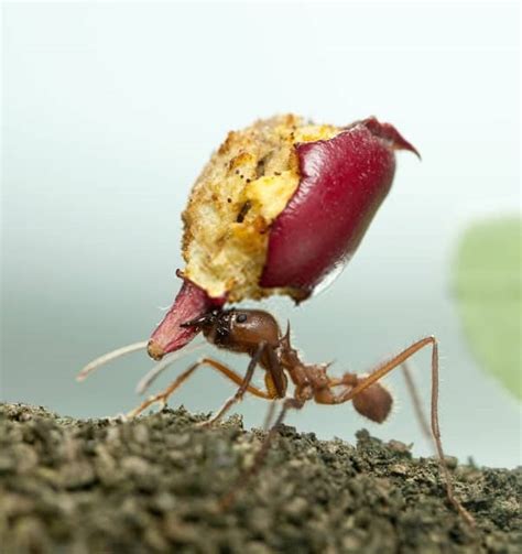Top 15 Ant Facts Biology Lifespan Diet And More