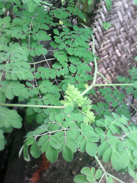 Halaman popular nasional yang lain. Gambar Daun Kelor Terlengkap | Kumpulan Gambar