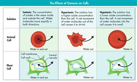 Plant and animal cells have several differences and similarities. Vacuole Function In Animal Cell Quizlet - Aflam-Neeeak