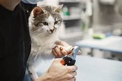 Revolutionize Cat Grooming The Convenience Of Mobile Services