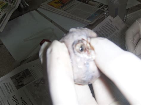 We did not find results for: Fisiologia Animal (Nuevos conocimientos por explorar ...