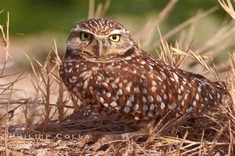 Burrowing Owl Salton Sea Athene Cunicularia Imperial County California