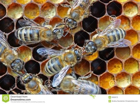 Jul 15, 2021 · the nectar mattress is composed of three layers of foam. Nectar or honey transfer. stock image. Image of immunity ...