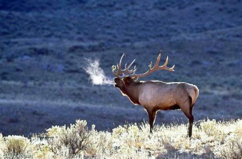 Elk rut begins in Yellowstone National Park | State ... The combination of these technologies marks an important milestone in delivering quality digital audio to.