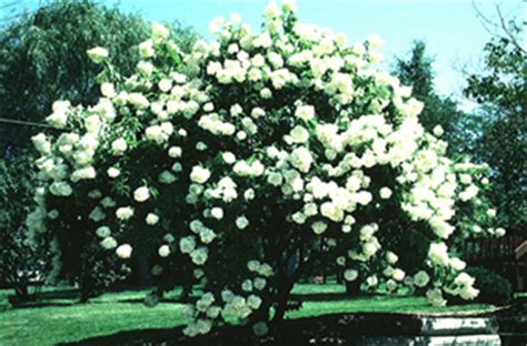 They can grow up to 12 feet tall but can be kept smaller with annual pruning. Summer Flowering Trees, Shrubs and Vines - Wisconsin ...