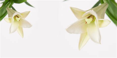 A Guide To Easter Lily Care Proflowers Blog