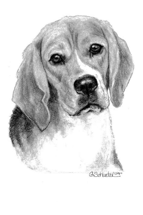 November 24, 2020 by antonella avogadro & filed under art blog. 17 Best images about Dog drawings on Pinterest | Beagles ...