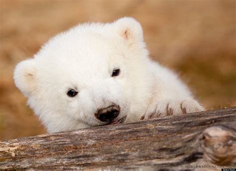 Baby Polar Bear So About What I Said