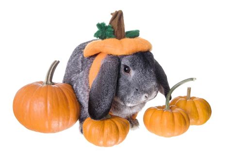 Hare Raising Halloween Costumes And Rabbit Care Safety For Your Bun