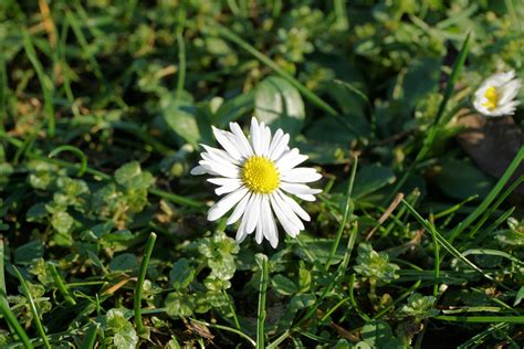 Free Images Nature Grass Blossom White Meadow Flower Bloom