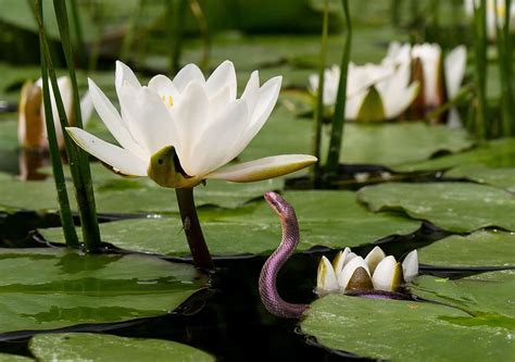 Selective Focus Of Purple Snake Under White Lotus Flower On Pond