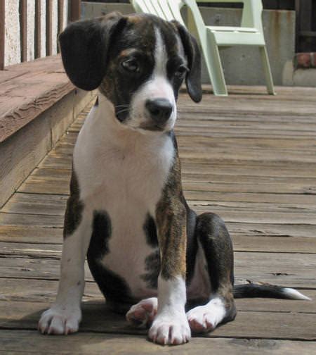 Find labrador retriever dogs and puppies from minnesota breeders. Labbe - My Dog Breeders - Part 44