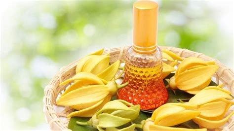 aceite esencial de ylang ylang contraindicaciones beneficios y propiedades