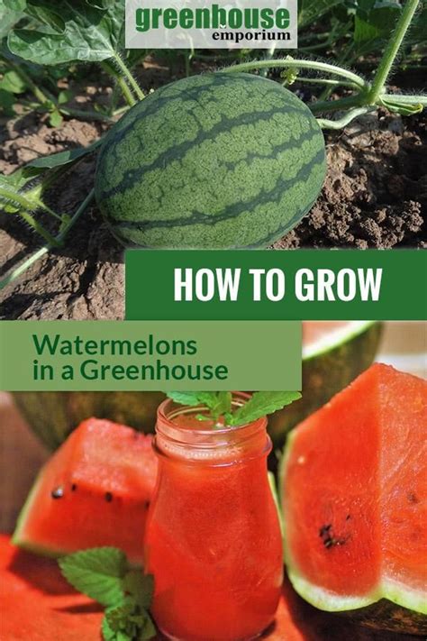 Greenhouse Gardening How To Grow Watermelons How To Grow Watermelon