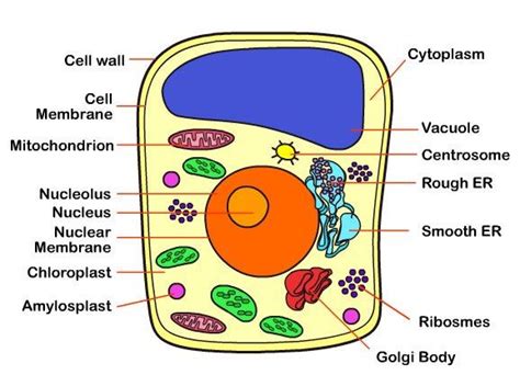 We have noses and ears, but what does a plant have? Parts of a Typical Cell - Bullet points | Animal cell ...