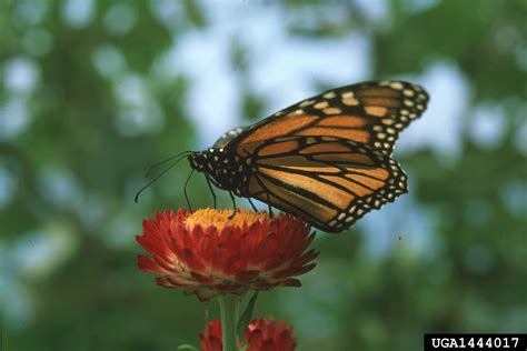 Monarch Butterfly Danaus Plexippus