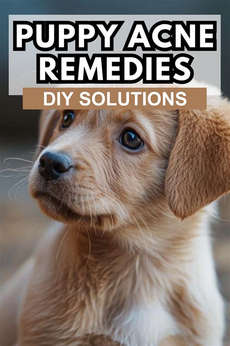 Why Do Puppies Get Acne On Their Chin Diy And Professional Remedies