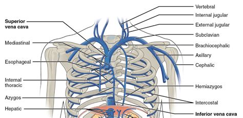 Superior Vena Cava SVC LaptrinhX News