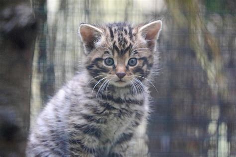 Edinburgh Zoo Critically Endangered Scottish Wildcat Kittens Born At