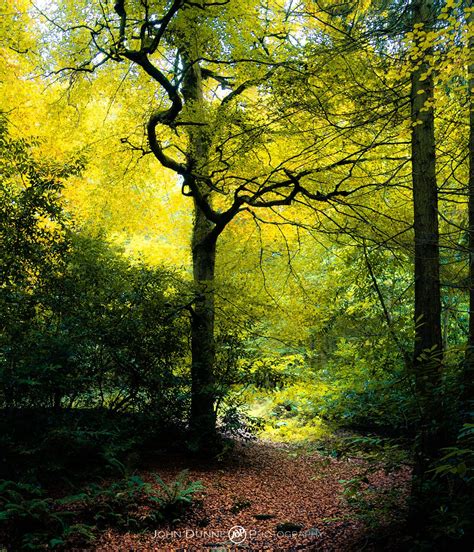 Forest Study In Autumn 1 Beautiful Irish Landscape Photographs By