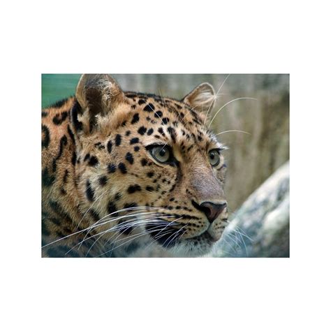 Adopt An Amur Leopard