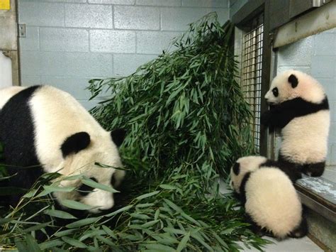 Zoo Atlanta Panda Cam Panda Panda Cam Panda Bear