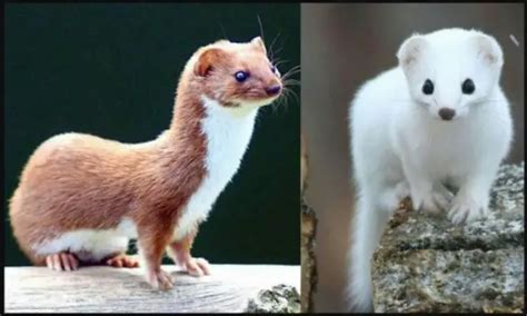 7 Differences Between Ermines And Weasels With Table Animal Differences