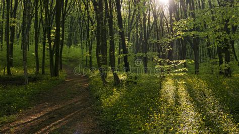 Fairy Of The Forest Stock Image Image Of People Light