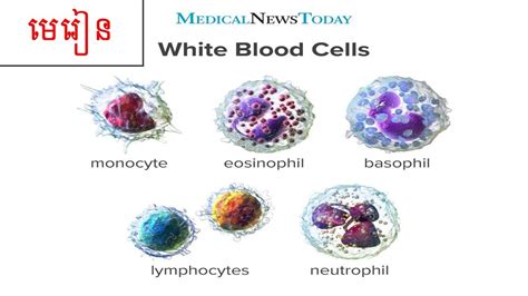 White Blood Cell Leukocytes រៀនពេទ្យជាមួយ Punurse Youtube