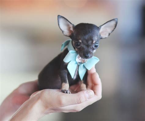 Teacup Chihuahua Bring This Perfect Baby Home Today Call
