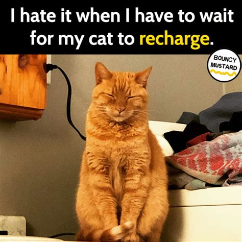 25 Funny Cat Memes That Will Make You Chuckle Bouncy