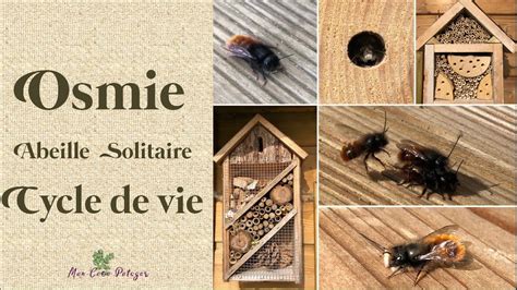 Osmie Cycle de vie d'une abeille solitaire - YouTube