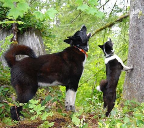 Karelian Bear Dog Breed Information And Images K9 Research
