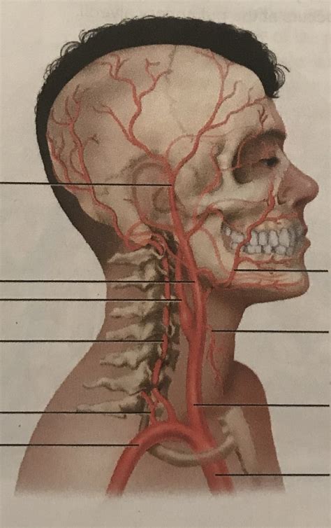 Arteries Supplying The Right Side Of The Head And Neck Diagram Quizlet